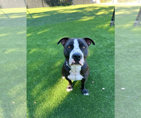 Medium Photo #3 Staffordshire Bull Terrier Puppy For Sale in Salinas, CA, USA