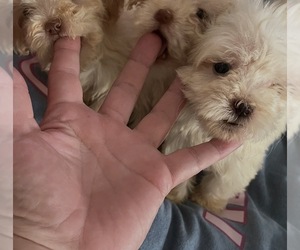 Maltipoo (Miniature) Puppy for sale in VENETA, OR, USA