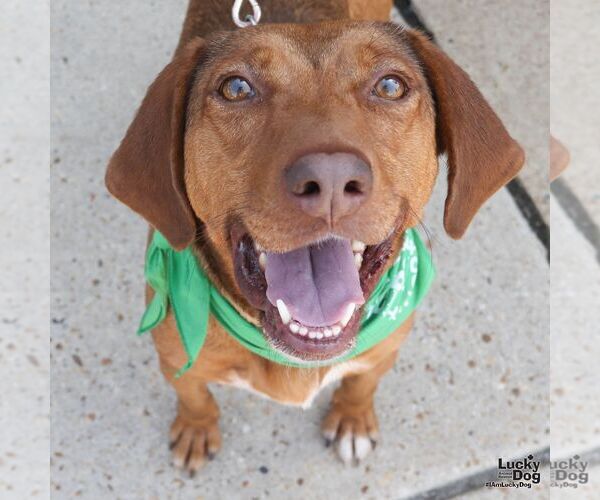 Medium Photo #5 Mutt Puppy For Sale in Washington, DC, USA