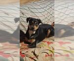 Small #4 Australian Shepherd-German Shepherd Dog Mix