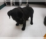Small Labrador Retriever Mix