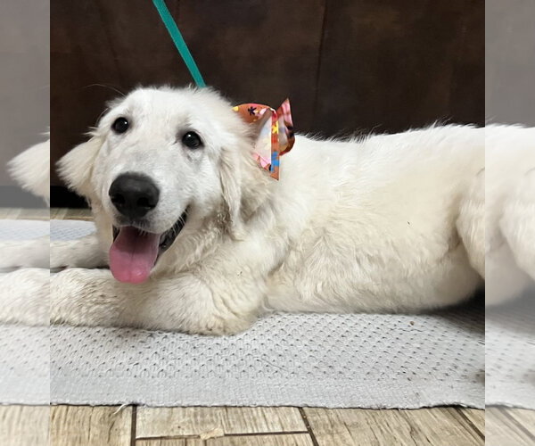 Medium Photo #6 Great Pyrenees Puppy For Sale in Spring, TX, USA