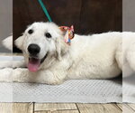 Small #5 Great Pyrenees