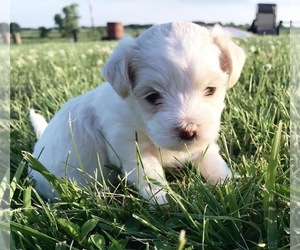 Morkie Puppy for sale in MUSCATINE, IA, USA