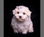 Small #4 Maltese