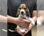 Small Photo #1 Beagle Puppy For Sale in RED OAK, OK, USA