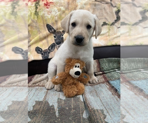 Medium Photo #4 Labrador Retriever Puppy For Sale in ELKTON, KY, USA