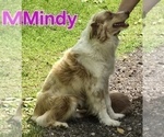 Small Photo #1 Miniature Australian Shepherd Puppy For Sale in FREMONT, MI, USA