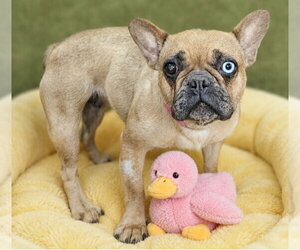 French Bulldog Dogs for adoption in Bon Carbo, CO, USA