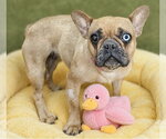 Small French Bulldog