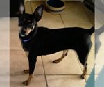 Small Photo #4 Miniature Pinscher Puppy For Sale in Newfoundland, PA, USA
