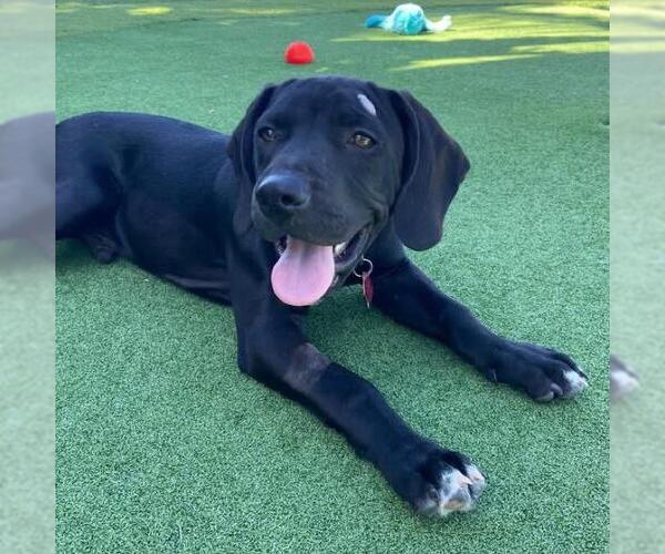 Medium Photo #8 Labrador Retriever-Unknown Mix Puppy For Sale in San Diego, CA, USA