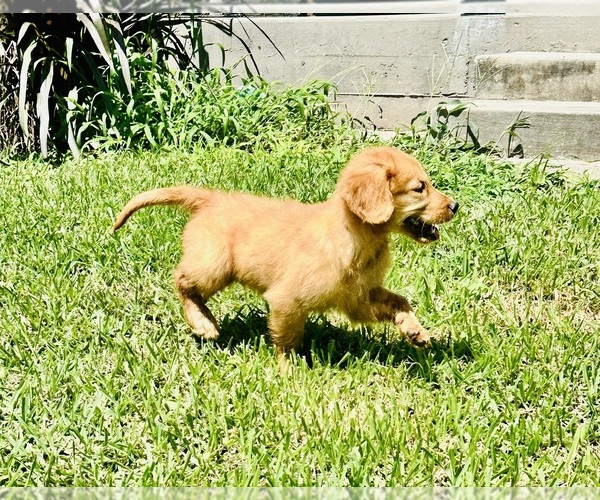 Medium Photo #5 Golden Retriever Puppy For Sale in RICHARDS, TX, USA