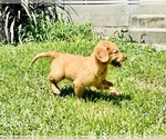 Small #4 Golden Retriever