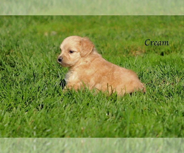 Medium Photo #1 F2 Aussiedoodle Puppy For Sale in SUISUN CITY, CA, USA