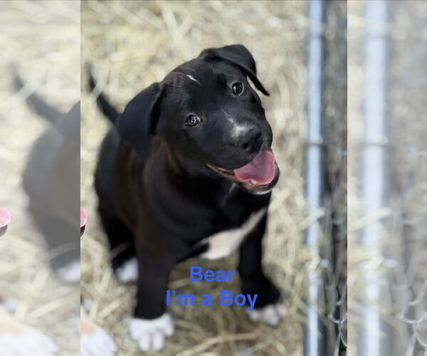 Medium Photo #1 Labrador Retriever-Unknown Mix Puppy For Sale in The Woodlands, TX, USA