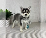 Small #1 Pomsky
