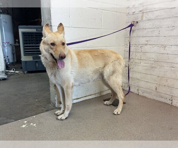 Medium Photo #1 German Shepherd Dog Puppy For Sale in San Bernardino, CA, USA