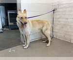 Small German Shepherd Dog