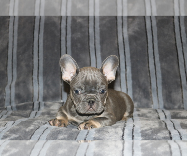 Medium Photo #6 French Bulldog Puppy For Sale in WINDSOR MILL, MD, USA