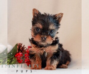 Yorkshire Terrier Puppy for sale in REINHOLDS, PA, USA
