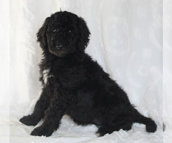 Medium Photo #3 Goldendoodle Puppy For Sale in FREDERICKSBURG, OH, USA