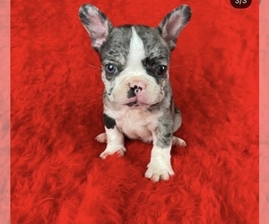 French Bulldog Puppy for sale in LAKEWOOD, CA, USA