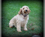 Small Photo #1 Goldendoodle-Poodle (Miniature) Mix Puppy For Sale in MYERSTOWN, PA, USA
