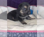 Small Photo #5 German Shepherd Dog Puppy For Sale in BLANCHESTER, OH, USA