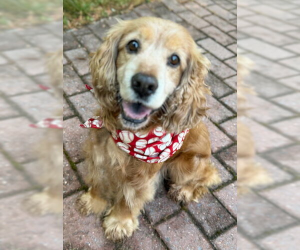 Medium Photo #7 Cocker Spaniel Puppy For Sale in Arlington, VA, USA