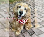 Small #6 Cocker Spaniel