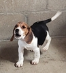Small Photo #11 Beagle Puppy For Sale in EL CAJON, CA, USA
