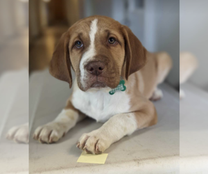 Vizsla Dogs for adoption in Maple Grove, MN, USA