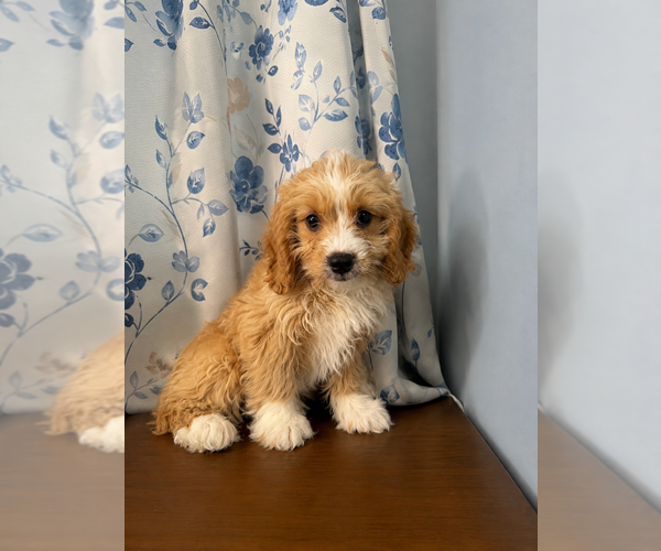 Medium Photo #30 Cavapoo (Miniature) Puppy For Sale in DURHAM, CT, USA