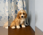 Small #29 Cavapoo (Miniature)