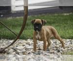 Small Boxer