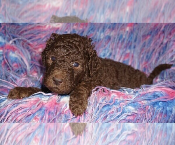 Medium Photo #2 Labradoodle Puppy For Sale in LA HABRA, CA, USA