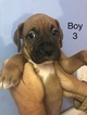 Small Photo #1 Boxer Puppy For Sale in HORSE CAVE, KY, USA