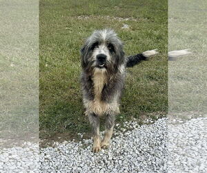 Bearded Collie Dogs for adoption in Westwood, NJ, USA