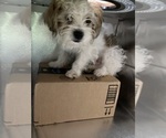 Small #10 Shorkie Tzu