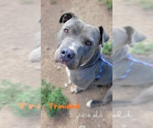 American Pit Bull Terrier-Unknown Mix Dogs for adoption in Monte Vista, CO, USA