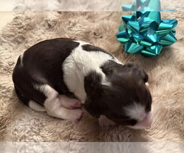 Medium Photo #3 English Springer Spaniel Puppy For Sale in TUALATIN, OR, USA