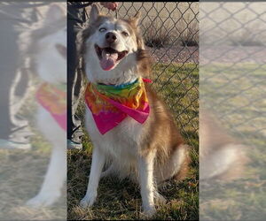 Siberian Husky-Unknown Mix Dogs for adoption in Ogden, UT, USA