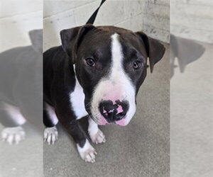 Mutt Dogs for adoption in San Bernardino, CA, USA