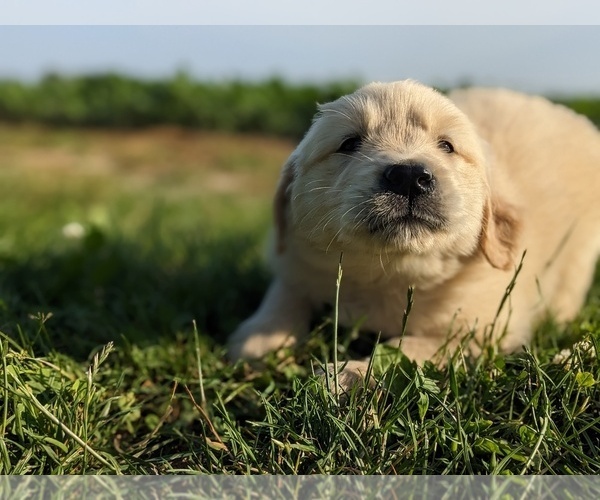 Medium Photo #8 Golden Retriever Puppy For Sale in WOOSTER, OH, USA