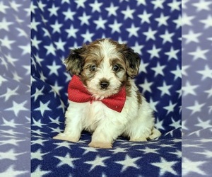 Fox Terrier (Smooth)-Poodle (Toy) Mix Puppy for sale in LEOLA, PA, USA