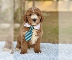 Small Photo #12 Goldendoodle (Miniature) Puppy For Sale in FROSTPROOF, FL, USA