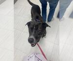 Small #7 Plott Hound Mix