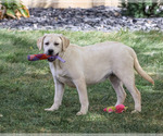 Silvermist - Female Labrador Retriever Puppy for Sale - Photo #4