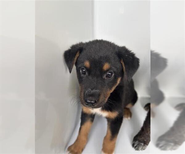 Medium Photo #1 Holland Shepherd-Unknown Mix Puppy For Sale in Houston, TX, USA